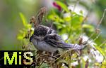 16.09.2024, Bad Wrishofen (Unterallgu) Eine Schwalbe sitzt erschpft und vllig nass auf einem Blumenkbel auf dem Balkon. Durch den Dauerregen und den Klteeinbruch leiden die Schwalben an Unterernhrung und schaffen den Weg zum Winterquartier nach Afrika nicht mehr..