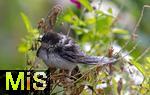 16.09.2024, Bad Wrishofen (Unterallgu) Eine Schwalbe sitzt erschpft und vllig nass auf einem Blumenkbel auf dem Balkon. Durch den Dauerregen und den Klteeinbruch leiden die Schwalben an Unterernhrung und schaffen den Weg zum Winterquartier nach Afrika nicht mehr..