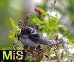 16.09.2024, Bad Wrishofen (Unterallgu) Eine Schwalbe sitzt erschpft und vllig nass auf einem Blumenkbel auf dem Balkon. Durch den Dauerregen und den Klteeinbruch leiden die Schwalben an Unterernhrung und schaffen den Weg zum Winterquartier nach Afrika nicht mehr..