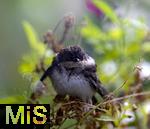 16.09.2024, Bad Wrishofen (Unterallgu) Eine Schwalbe sitzt erschpft und vllig nass auf einem Blumenkbel auf dem Balkon. Durch den Dauerregen und den Klteeinbruch leiden die Schwalben an Unterernhrung und schaffen den Weg zum Winterquartier nach Afrika nicht mehr..