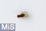 17.09.2024, Fruchtfliege (Drosophila melanogaster) in der Kche