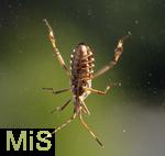 02.11.2024, Mindelheim (Unterallgu),  Amerikanische Kiefern- oder Zapfenwanze (Leptoglossus occidentalis) an einem Fenster.