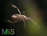 02.11.2024, Mindelheim (Unterallgu),  Amerikanische Kiefern- oder Zapfenwanze (Leptoglossus occidentalis) an einem Fenster.