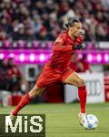 22.11.2024, Fussball 1. Bundesliga 2024/2025, 11. Spieltag,  FC Bayern Mnchen - FC Augsburg, in der Allianz-Arena Mnchen, Leroy Sane (Bayern Mnchen) am Ball 

