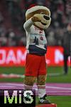 20.12.2024, Fussball 1. Bundesliga 2024/2025, 15. Spieltag,  FC Bayern Mnchen - RB Leipzig, in der Allianz-Arena Mnchen. Berni das Bayern Maskottchen mit FC Bayern Weihnachtspulli

