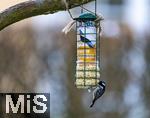 29.12.2024, Bad Wrishofen (Unterallgu, Bayern). Heimische Singvgel werden gefttert im Kurpark, eine Tannenmeise (Periparus ater) holt sich ein Stck Erdnuss aus dem Futterspender.