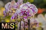 30.01.2025, Gartencenter Gilg Buchloe im Unterallgu,  Eine wahre Blumenpracht zum baldigen Frhling steht fr die Kunden zum Verkauf bereit. Die Phalaenopsis gehrt zur Familie der Orchideen. Orchideengewchse (Orchidaceae), die Knigin der Blumen wegen ihrer kunstvolle Blten  
