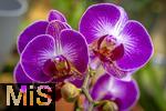 30.01.2025, Gartencenter Gilg Buchloe im Unterallgu,  Eine wahre Blumenpracht zum baldigen Frhling steht fr die Kunden zum Verkauf bereit. Die Phalaenopsis gehrt zur Familie der Orchideen. Orchideengewchse (Orchidaceae), die Knigin der Blumen wegen ihrer kunstvolle Blten  
