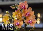 30.01.2025, Gartencenter Gilg Buchloe im Unterallgu,  Eine wahre Blumenpracht zum baldigen Frhling steht fr die Kunden zum Verkauf bereit. Die Phalaenopsis gehrt zur Familie der Orchideen. Orchideengewchse (Orchidaceae), die Knigin der Blumen wegen ihrer kunstvolle Blten  
