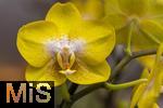 30.01.2025, Gartencenter Gilg Buchloe im Unterallgu,  Eine wahre Blumenpracht zum baldigen Frhling steht fr die Kunden zum Verkauf bereit. Die Phalaenopsis gehrt zur Familie der Orchideen. Orchideengewchse (Orchidaceae), die Knigin der Blumen wegen ihrer kunstvolle Blten  
