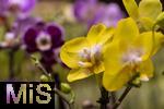 30.01.2025, Gartencenter Gilg Buchloe im Unterallgu,  Eine wahre Blumenpracht zum baldigen Frhling steht fr die Kunden zum Verkauf bereit. Die Phalaenopsis gehrt zur Familie der Orchideen. Orchideengewchse (Orchidaceae), die Knigin der Blumen wegen ihrer kunstvolle Blten  
