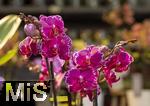 30.01.2025, Gartencenter Gilg Buchloe im Unterallgu,  Eine wahre Blumenpracht zum baldigen Frhling steht fr die Kunden zum Verkauf bereit. Die Phalaenopsis gehrt zur Familie der Orchideen. Orchideengewchse (Orchidaceae), die Knigin der Blumen wegen ihrer kunstvolle Blten  
