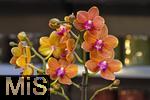 30.01.2025, Gartencenter Gilg Buchloe im Unterallgu,  Eine wahre Blumenpracht zum baldigen Frhling steht fr die Kunden zum Verkauf bereit. Die Phalaenopsis gehrt zur Familie der Orchideen. Orchideengewchse (Orchidaceae), die Knigin der Blumen wegen ihrer kunstvolle Blten  
