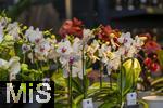 30.01.2025, Gartencenter Gilg Buchloe im Unterallgu,  Eine wahre Blumenpracht zum baldigen Frhling steht fr die Kunden zum Verkauf bereit. Die Phalaenopsis gehrt zur Familie der Orchideen. Orchideengewchse (Orchidaceae), die Knigin der Blumen wegen ihrer kunstvolle Blten  
