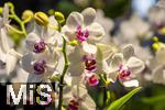 30.01.2025, Gartencenter Gilg Buchloe im Unterallgu,  Eine wahre Blumenpracht zum baldigen Frhling steht fr die Kunden zum Verkauf bereit. Die Phalaenopsis gehrt zur Familie der Orchideen. Orchideengewchse (Orchidaceae), die Knigin der Blumen wegen ihrer kunstvolle Blten  
