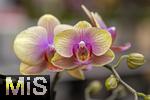 30.01.2025, Gartencenter Gilg Buchloe im Unterallgu,  Eine wahre Blumenpracht zum baldigen Frhling steht fr die Kunden zum Verkauf bereit. Die Phalaenopsis gehrt zur Familie der Orchideen. Orchideengewchse (Orchidaceae), die Knigin der Blumen wegen ihrer kunstvolle Blten  
