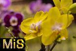 30.01.2025, Gartencenter Gilg Buchloe im Unterallgu,  Eine wahre Blumenpracht zum baldigen Frhling steht fr die Kunden zum Verkauf bereit. Die Phalaenopsis gehrt zur Familie der Orchideen. Orchideengewchse (Orchidaceae), die Knigin der Blumen wegen ihrer kunstvolle Blten  
