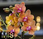 30.01.2025, Gartencenter Gilg Buchloe im Unterallgu,  Eine wahre Blumenpracht zum baldigen Frhling steht fr die Kunden zum Verkauf bereit. Die Phalaenopsis gehrt zur Familie der Orchideen. Orchideengewchse (Orchidaceae), die Knigin der Blumen wegen ihrer kunstvolle Blten  
