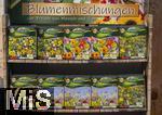 30.01.2025, Blumen Gilg in Buchloe, Im Angebot im Verkaufsraum: Blumensamenmischungen, Blumenwiesen fr den Garten