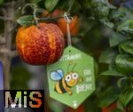 30.01.2025, Blumen Gilg in Buchloe, Im Angebot im Verkaufsraum: Orangen und Zitrusbumchen fr den Balkon oder Terasse.  Regenbogen-Orangenbaum, Arcobal Orange (Citrus meyerii  Citrus sinensis doppio sanguigno), 