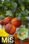 30.01.2025, Blumen Gilg in Buchloe, Im Angebot im Verkaufsraum: Orangen und Zitrusbumchen fr den Balkon oder Terasse.  Regenbogen-Orangenbaum, Arcobal Orange (Citrus meyerii  Citrus sinensis doppio sanguigno), 