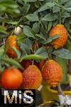 30.01.2025, Blumen Gilg in Buchloe, Im Angebot im Verkaufsraum: Orangen und Zitrusbumchen fr den Balkon oder Terasse.  Regenbogen-Orangenbaum, Arcobal Orange (Citrus meyerii  Citrus sinensis doppio sanguigno), 