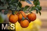 30.01.2025, Blumen Gilg in Buchloe, Im Angebot im Verkaufsraum: Orangen und Zitrusbumchen fr den Balkon oder Terasse.  Regenbogen-Orangenbaum, Arcobal Orange (Citrus meyerii  Citrus sinensis doppio sanguigno), 