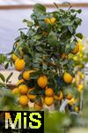 30.01.2025, Blumen Gilg in Buchloe, Im Angebot im Verkaufsraum: Orangen und Zitrusbumchen fr den Balkon oder Terasse.  Zitronenbaum