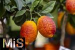 30.01.2025, Blumen Gilg in Buchloe, Im Angebot im Verkaufsraum: Orangen und Zitrusbumchen fr den Balkon oder Terasse.  Regenbogen-Orangenbaum, Arcobal Orange (Citrus meyerii  Citrus sinensis doppio sanguigno), 