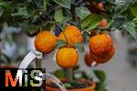 30.01.2025, Blumen Gilg in Buchloe, Im Angebot im Verkaufsraum: Orangen und Zitrusbumchen fr den Balkon oder Terasse.  Regenbogen-Orangenbaum, Arcobal Orange (Citrus meyerii  Citrus sinensis doppio sanguigno), 