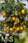 30.01.2025, Blumen Gilg in Buchloe, Im Angebot im Verkaufsraum: Orangen und Zitrusbumchen fr den Balkon oder Terasse.  Zitronenbaum