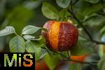 30.01.2025, Blumen Gilg in Buchloe, Im Angebot im Verkaufsraum: Orangen und Zitrusbumchen fr den Balkon oder Terasse.  Regenbogen-Orangenbaum, Arcobal Orange (Citrus meyerii  Citrus sinensis doppio sanguigno), 