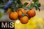 30.01.2025, Blumen Gilg in Buchloe, Im Angebot im Verkaufsraum: Orangen und Zitrusbumchen fr den Balkon oder Terasse.  Regenbogen-Orangenbaum, Arcobal Orange (Citrus meyerii  Citrus sinensis doppio sanguigno), 