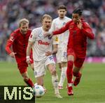 01.02.2025, Fussball 1. Bundesliga 2024/2025, 20. Spieltag,  FC Bayern Mnchen - Holstein Kiel, in der Allianz-Arena Mnchen.  v.l. Konrad Laimer (FC Bayern Mnchen), Dominik Javorcek (Holstein Kiel) und Michael Olise (FC Bayern Mnchen) im Duell um den Ball.
