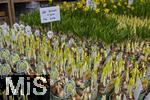 07.02.2025, Gartencenter Gilg Buchloe im Unterallgu,  Eine wahre Blumenpracht zum baldigen Frhling und Osterfest steht fr die Kunden zum Verkauf bereit. Osterglocken (Narcissus pseudonarcissus) keimen aus.