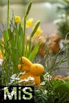 07.02.2025, Gartencenter Gilg Buchloe im Unterallgu,  Eine wahre Blumenpracht zum baldigen Frhling und Osterfest steht fr die Kunden zum Verkauf bereit. Hier blht die Narzisse (Narcissus pseudonarcissus)  
