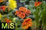 07.02.2025, Gartencenter Gilg Buchloe im Unterallgu,  Eine wahre Blumenpracht zum baldigen Frhling und Osterfest steht fr die Kunden zum Verkauf bereit. Hier blht die Primel (Primula)  
