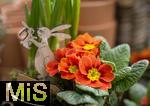 07.02.2025, Gartencenter Gilg Buchloe im Unterallgu,  Eine wahre Blumenpracht zum baldigen Frhling und Osterfest steht fr die Kunden zum Verkauf bereit. Hier blht die Primel (Primula) 