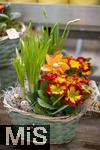 07.02.2025, Gartencenter Gilg Buchloe im Unterallgu,  Eine wahre Blumenpracht zum baldigen Frhling und Osterfest steht fr die Kunden zum Verkauf bereit. Hier blht die Primel (Primula) und Narzisse (Narcissus pseudonarcissus) 
