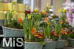 07.02.2025, Gartencenter Gilg Buchloe im Unterallgu,  Eine wahre Blumenpracht zum baldigen Frhling und Osterfest steht fr die Kunden zum Verkauf bereit. Hier blht die Primel (Primula) und Narzisse (Narcissus pseudonarcissus)  
