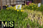 07.02.2025, Gartencenter Gilg Buchloe im Unterallgu,  Eine wahre Blumenpracht zum baldigen Frhling und Osterfest steht fr die Kunden zum Verkauf bereit. Osterglocken (Narcissus pseudonarcissus) keimen aus.