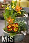 07.02.2025, Gartencenter Gilg Buchloe im Unterallgu,  Eine wahre Blumenpracht zum baldigen Frhling und Osterfest steht fr die Kunden zum Verkauf bereit. Hier blht die Primel (Primula) und Narzisse (Narcissus pseudonarcissus) 
