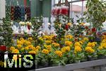 07.02.2025, Gartencenter Gilg Buchloe im Unterallgu,  Eine wahre Blumenpracht zum baldigen Frhling und Osterfest steht fr die Kunden zum Verkauf bereit. Hier blht die Primel (Primula)   
