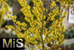 07.02.2025, Gartencenter Gilg Buchloe im Unterallgu,  Eine wahre Blumenpracht zum baldigen Frhling und Osterfest steht fr die Kunden zum Verkauf bereit.  Hamamelis, Zaubernussgewchse (Hamamelidaceae)