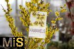 07.02.2025, Gartencenter Gilg Buchloe im Unterallgu,  Eine wahre Blumenpracht zum baldigen Frhling und Osterfest steht fr die Kunden zum Verkauf bereit.  Hamamelis, Zaubernussgewchse (Hamamelidaceae)