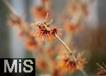 07.02.2025, Gartencenter Gilg Buchloe im Unterallgu,  Eine wahre Blumenpracht zum baldigen Frhling und Osterfest steht fr die Kunden zum Verkauf bereit.  Hamamelis, Zaubernussgewchse (Hamamelidaceae)