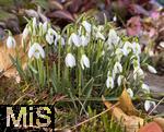 03.02.2025,  Mindelheim im Unterallgu, Frhlingsboten, in einem Garten in Mindelheim blhen wieder die Schneeglckchen (Galanthus nivalis). 