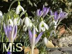 03.02.2025,  Mindelheim im Unterallgu, Frhlingsboten, in einem Garten in Mindelheim blhen wieder die Schneeglckchen (Galanthus nivalis) neben den Krokussen.