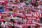 08.03.2025, Fussball 1. Bundesliga 2024/2025, 25. Spieltag,  FC Bayern Mnchen - VfL Bochum, in der Allianz-Arena Mnchen.  Bayernfans schwenken ihre Fanschals.