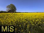 01.05.2025, Bad Wrishofen, Raps blht im Feld bei Bad Wrishofen im Unterallgu.  